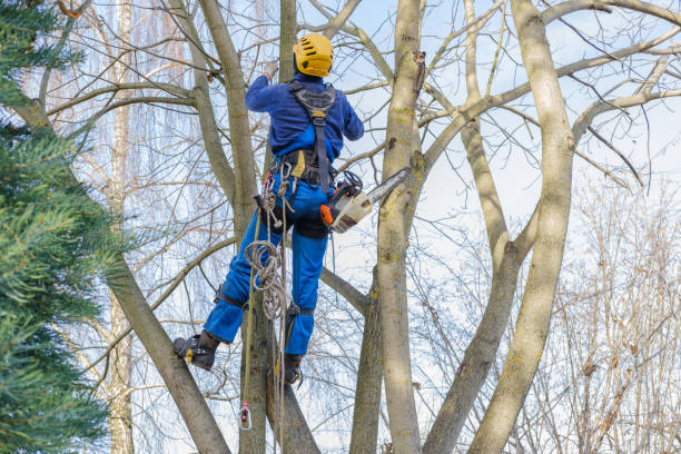 Professional Tree Care in Loveland, CO