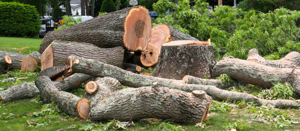 Best Commercial Tree Services  in Loveland, CO