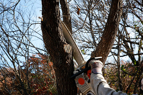 Best Lawn Dethatching  in Loveland, CO